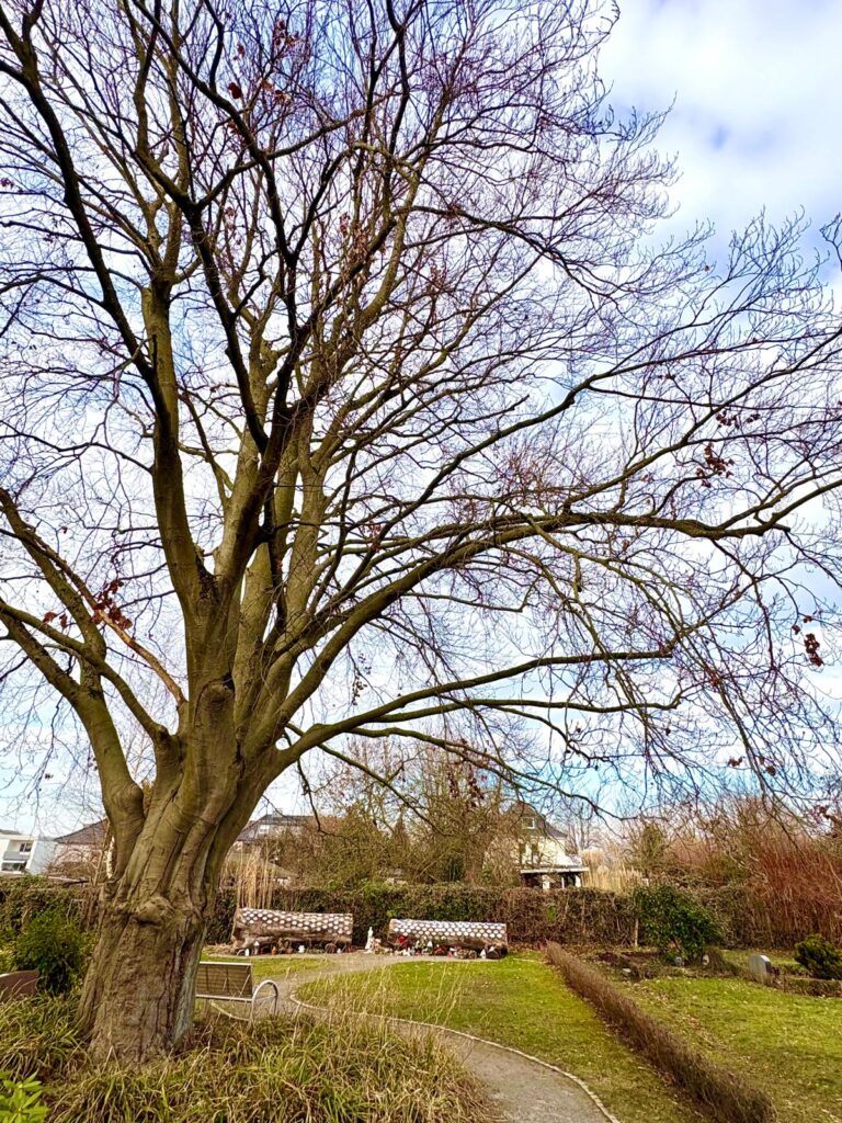 Ein großer Baum, ohne Blätter