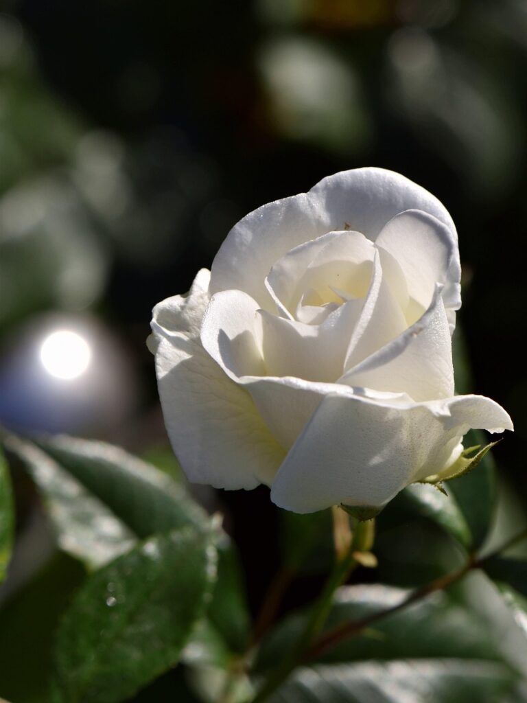 Eine weiße Rosenblüte vor einem unscharfen Hintergrund